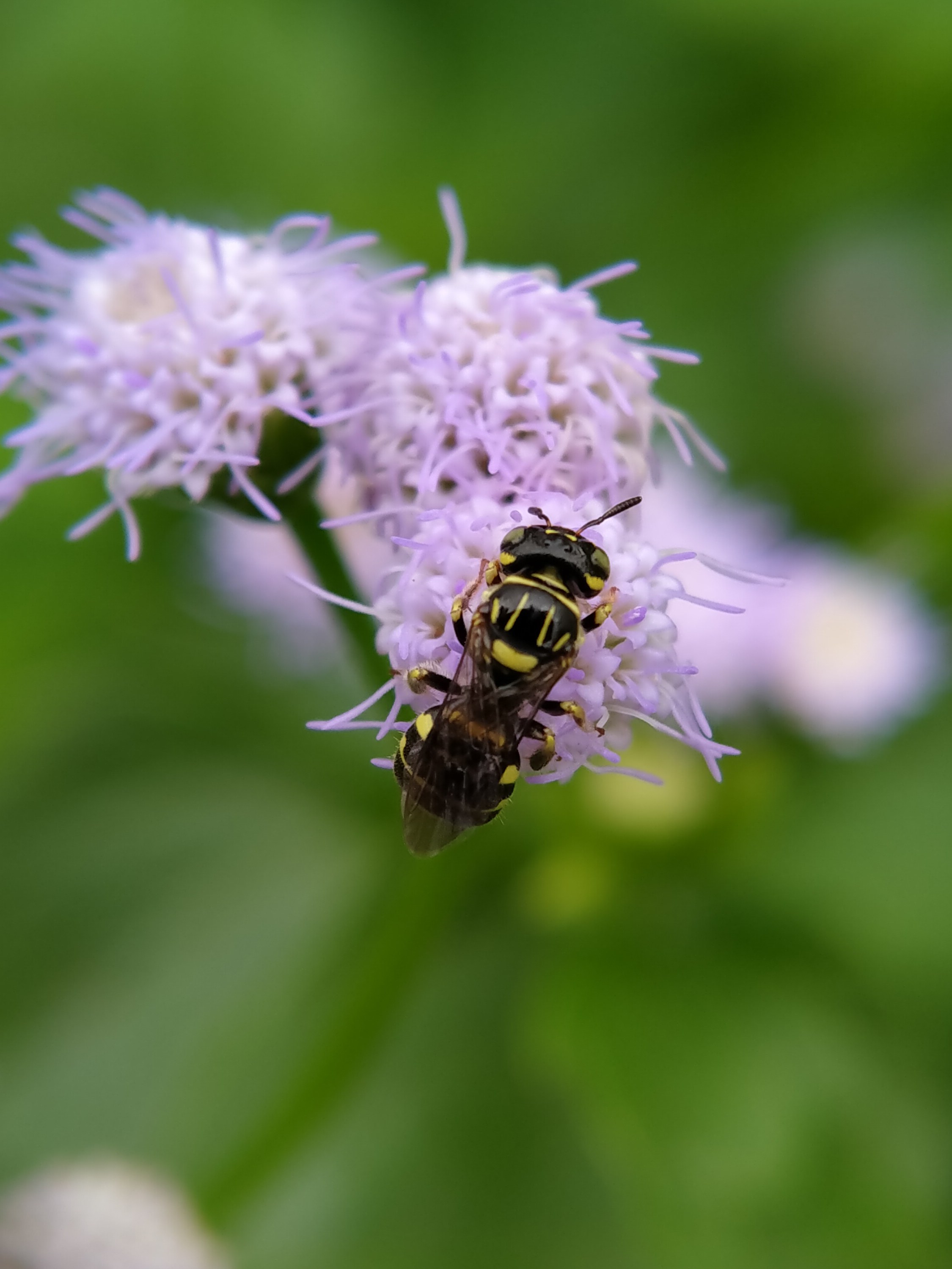 Allergy Immunotherapy