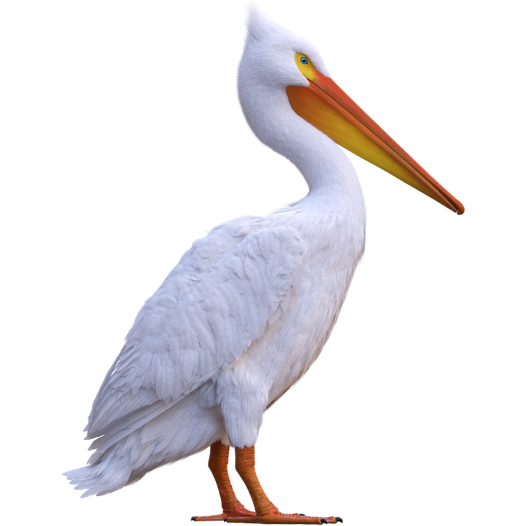 A large white bird with a yellow and orange beak, side on facing right.