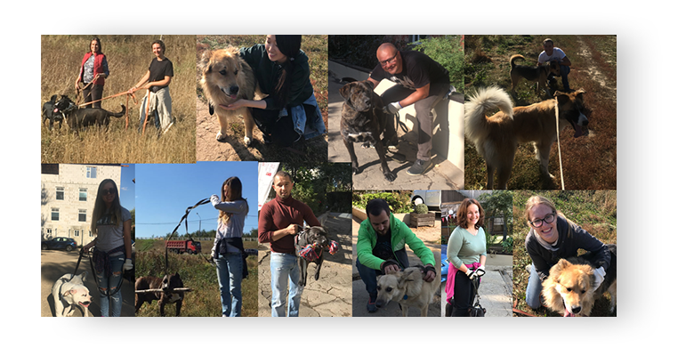 Sheremetievsky köpek barınağında gönüllü Hill's Pet Nutrition çalışanları