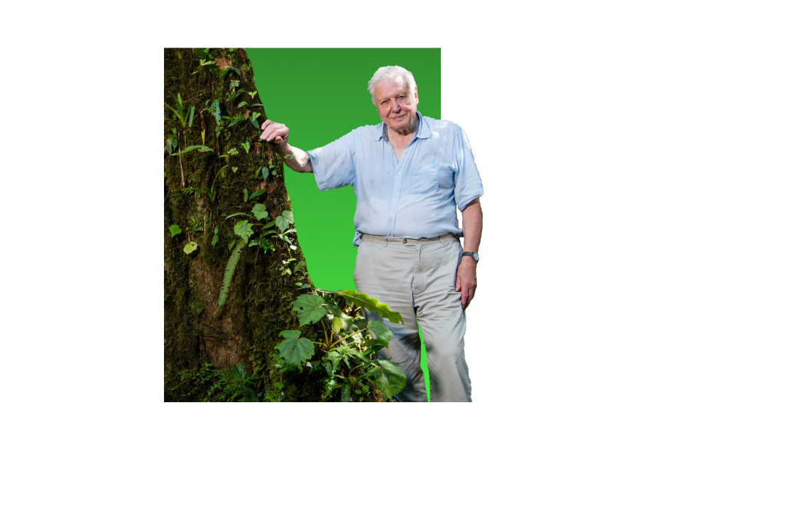 David Attenborough, BBC broadcaster.