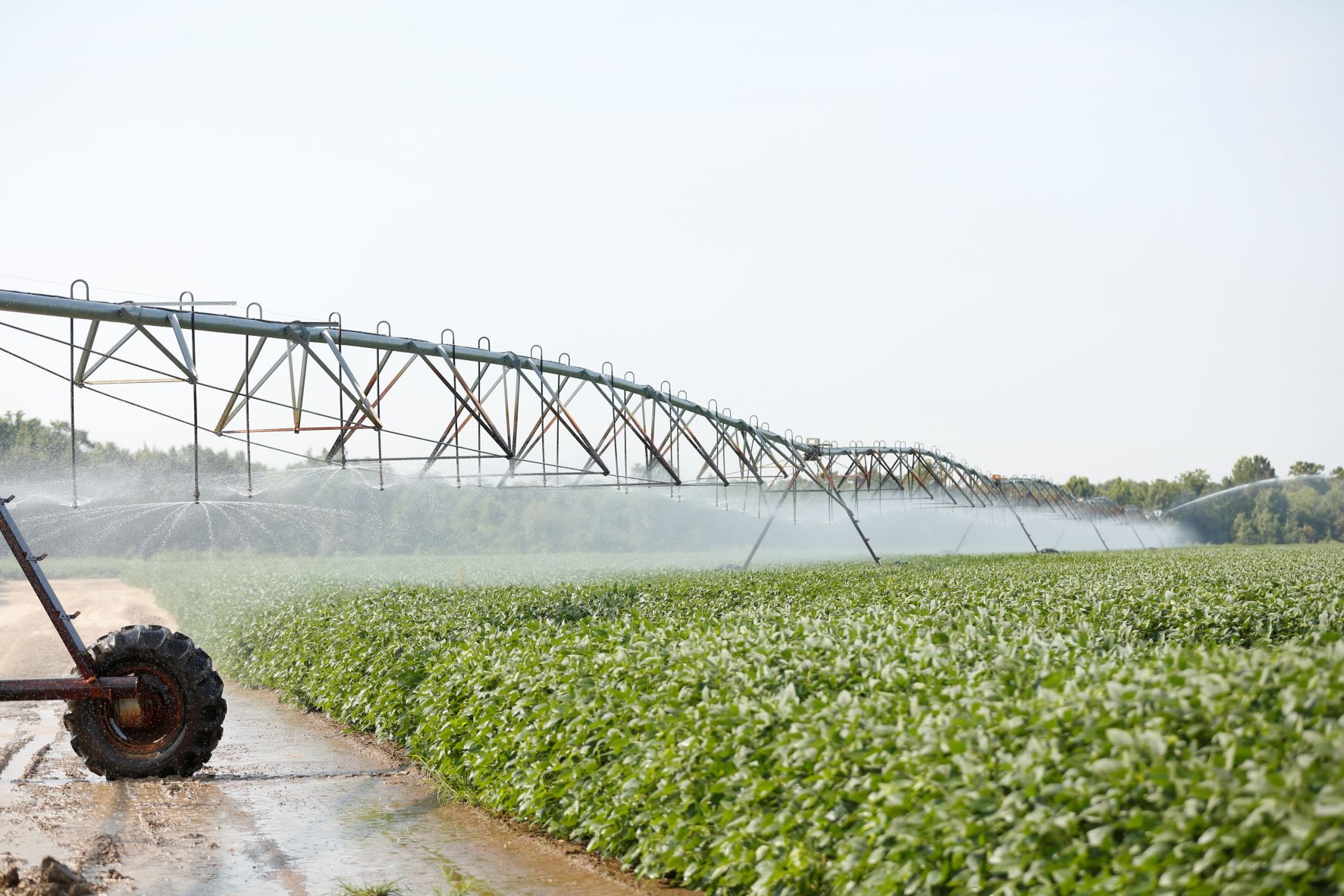 Soybean field with an irrigator overtop of the plants. 