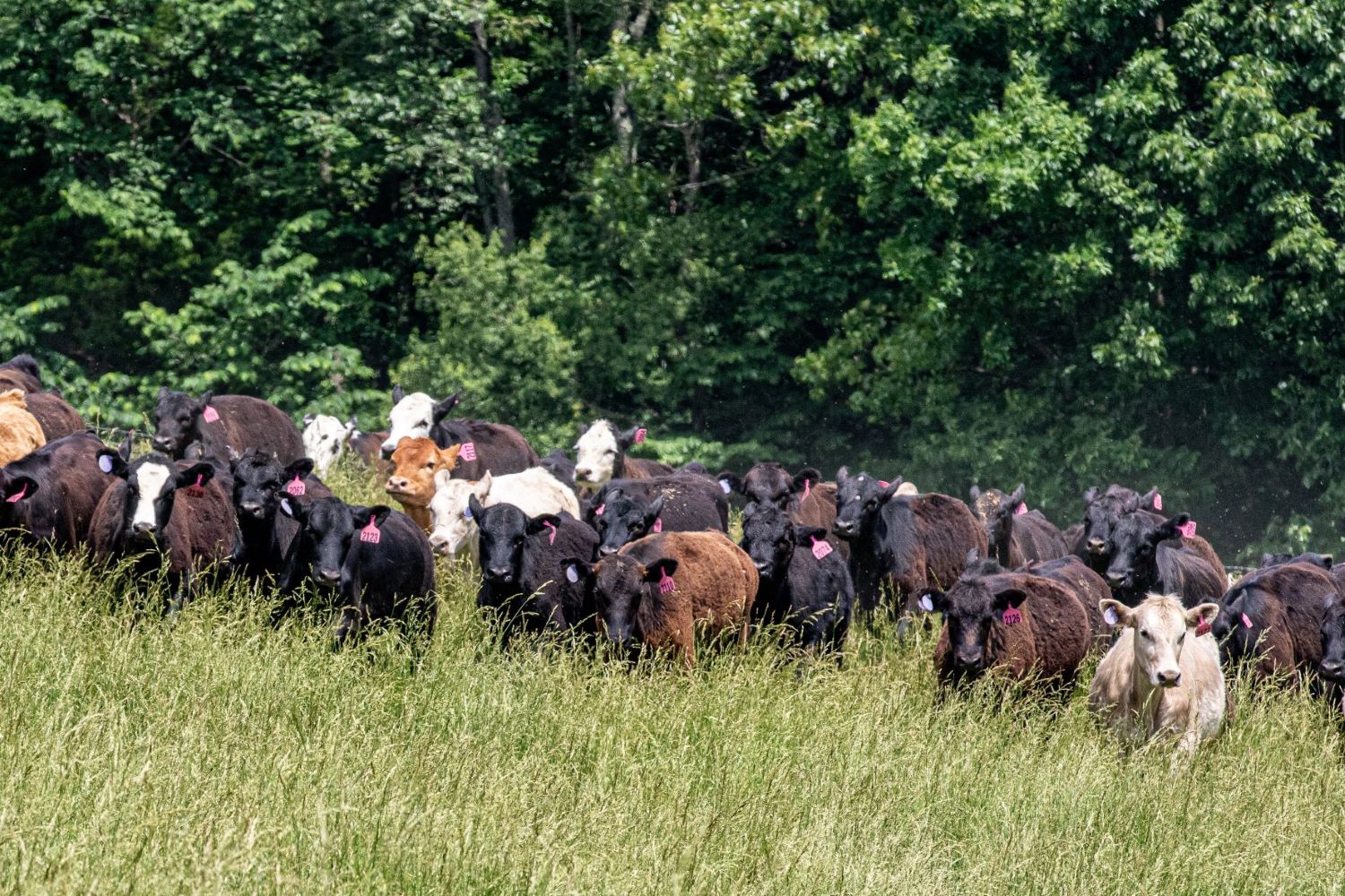 Tennessee cattle in a field with tall grass. 