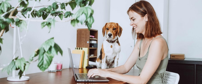 一个女人坐在家里的桌子前，用笔记本电脑工作她的小猎犬坐在她旁边