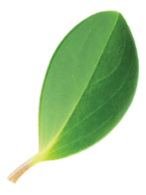 Leaf