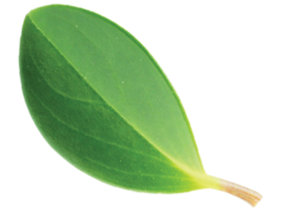 Leaf